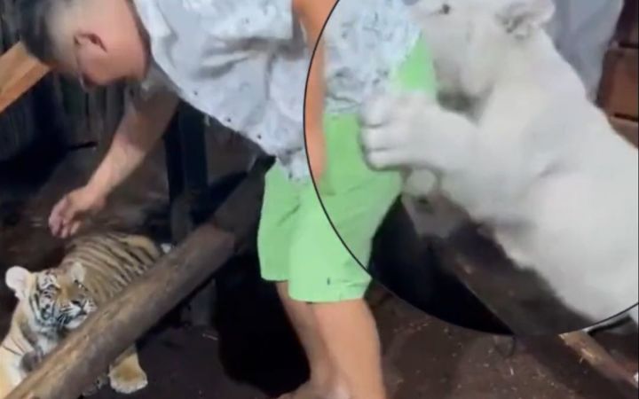 人类啊,接受来自小脑斧的“王之啃腚”吧~截图