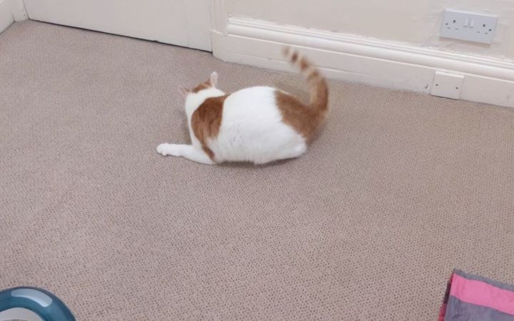 猫猫趣事 !猫咪回头截图