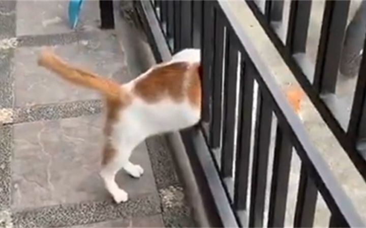 这小小的背影中藏了多少社死截图