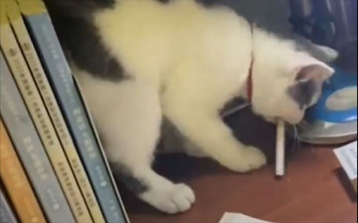 我怀疑我家猫是人变得!截图