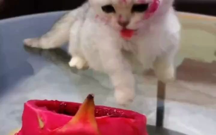 video-2913227