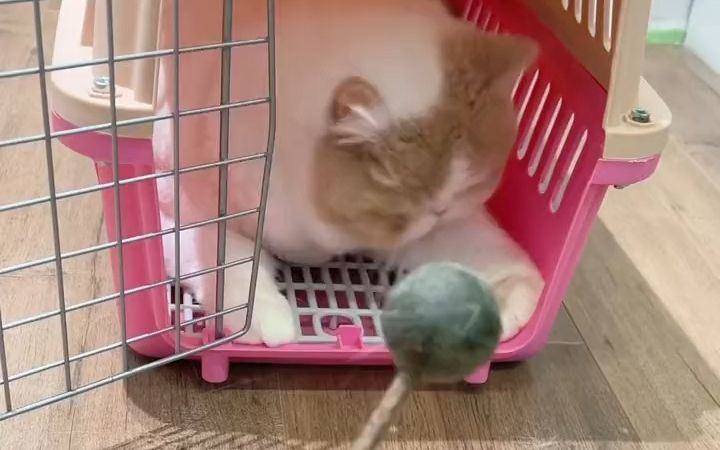 小猫咪之间的互相礼让。截图