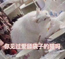 【咕猫宁】你见过爱舔袋子的猫吗
