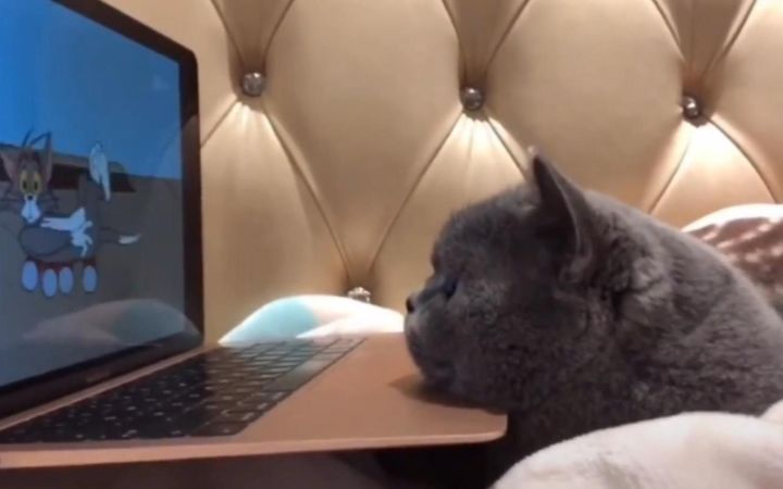 “做一只快乐的修猫”截图