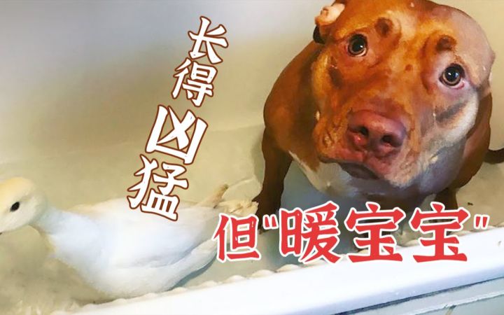 天生的暖宝宝！动物救助中心的狗狗，成为了温柔专职保姆截图