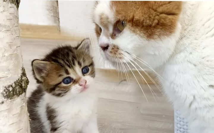 世界上最好的猫妈妈和她有趣的小猫威利截图