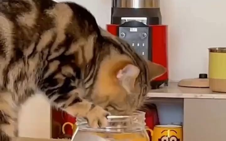 居然被一只猫给拿捏住了截图