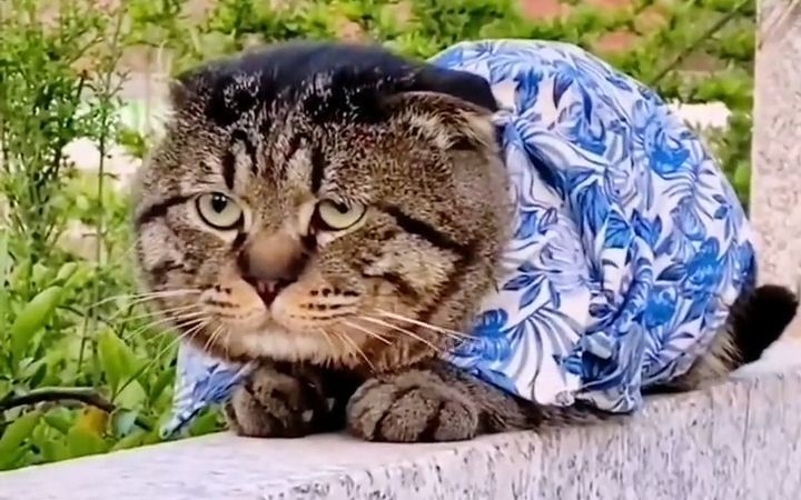 是不是想养猫了？截图