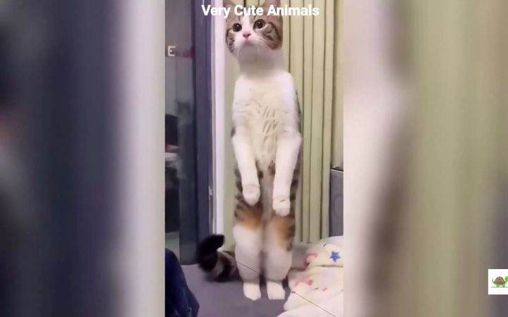 小猫咪你是在故意搞笑截图