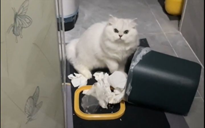 小猫咪闯大祸截图