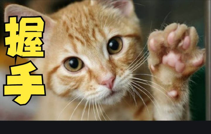 猫咪幼儿园课程:教它握手截图