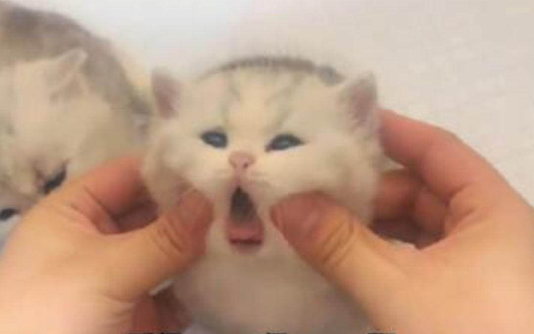 video-3176659