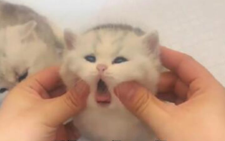 “可爱的尽头一定是小猫”截图