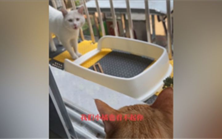 亲手掐断自家猫咪的姻缘截图