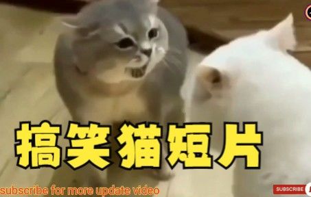 最佳可爱猫,搞笑猫短片截图