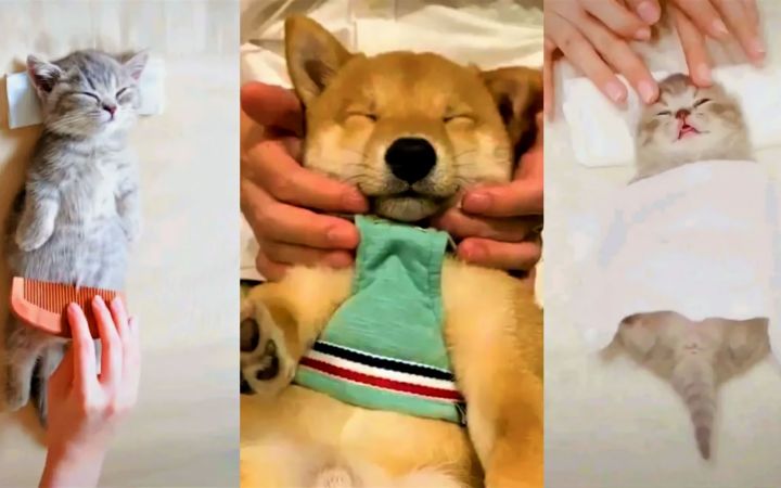 狗和猫对按摩的反应截图