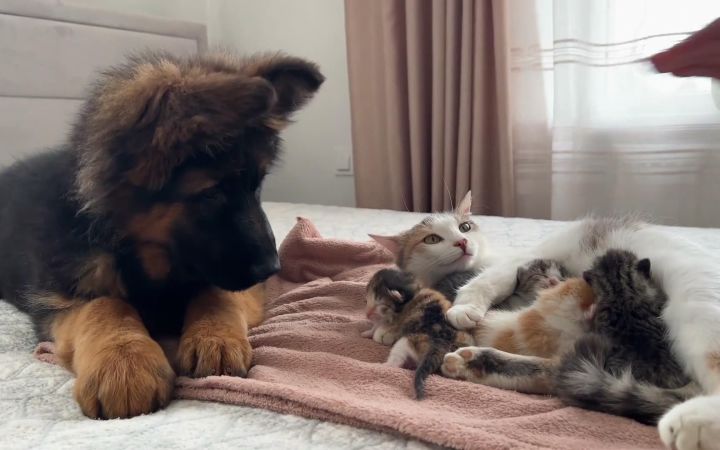小德牧第一次遇见小奶猫,嘴里的玩具瞬间就不香了截图