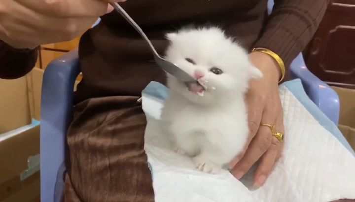 “妈妈说喝水一定要优雅,喵~”截图