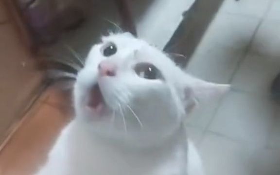 猫:我这么乖巧可爱,为什么要经历这些截图
