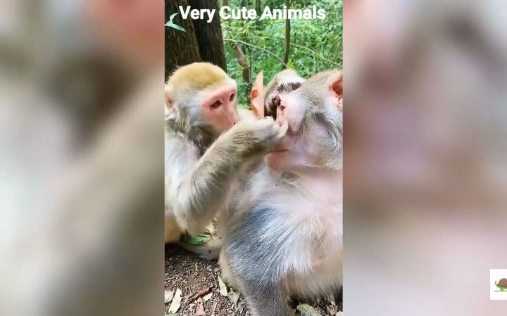 滑稽的猴子视频 2022年! 猴子搞笑视频截图