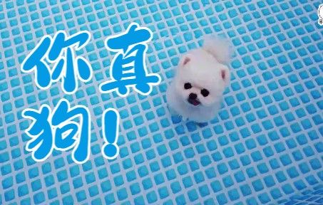 假装淹死在深水中! 骗狗哈哈哈截图
