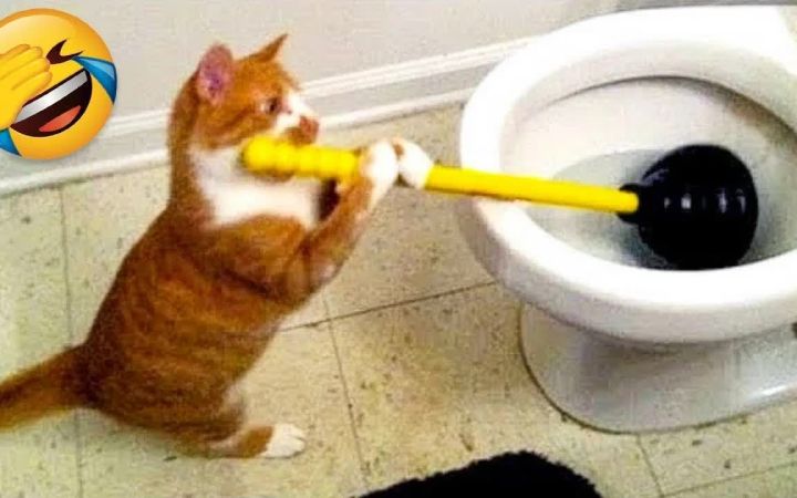 小猫咪为了这个家付出了太多截图