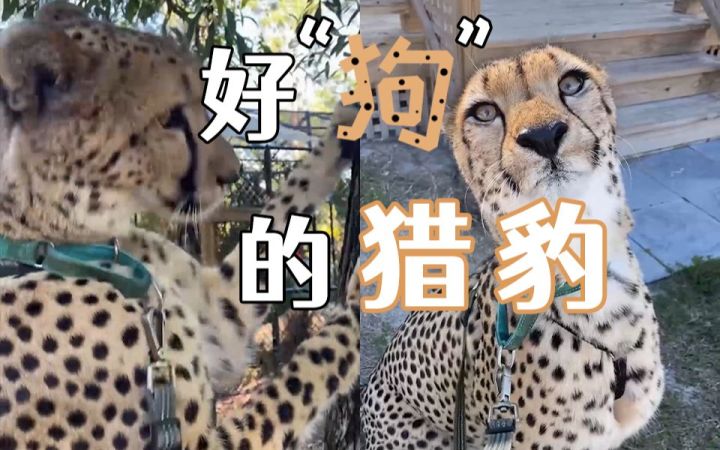 快来rua大猫！第一视角体验：遛一只“狗里狗气”的猎豹截图