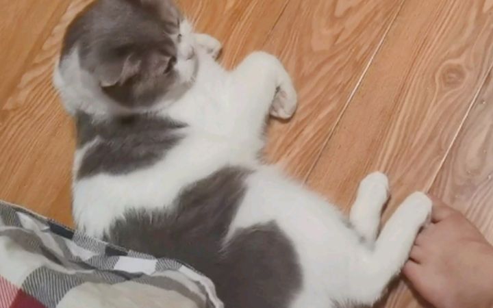 小猫咪的jio是一定在最上方的截图