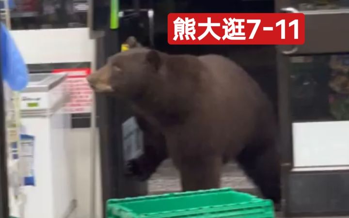 一只正在寻找食物的熊打开了7- 11便利店的大门截图