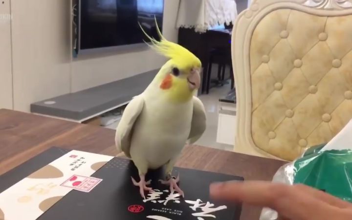 凤头鹦鹉尝试踢踏舞截图