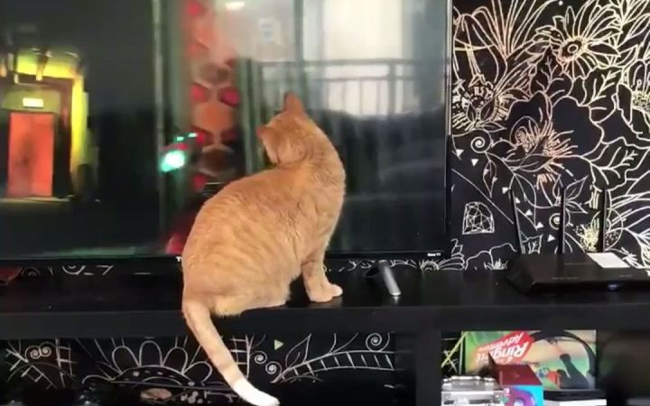 猫主子看铲屎官玩《Stray流浪》 这也算NTR吧截图
