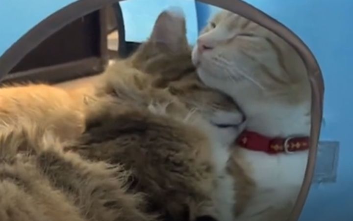 小猫咪就是要贴贴截图