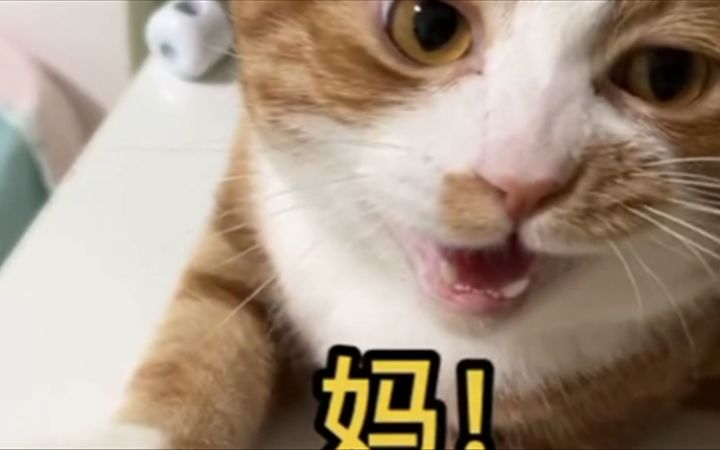 这是猫能叫出来的声音?截图