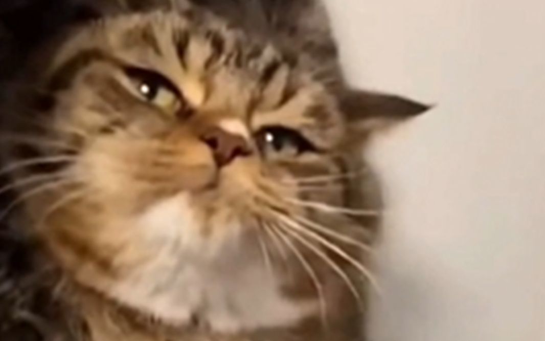 猫重七斤，反骨七斤半截图