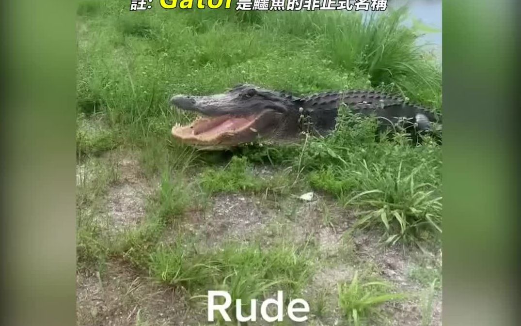 video-2790533