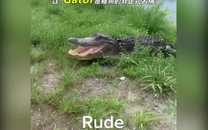 野外遇见鳄鱼怎么办?给他讲冷笑话!截图