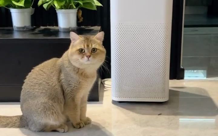 当话痨小猫发现了一只小虫子截图