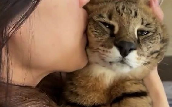 猫,:放过我好吧!截图