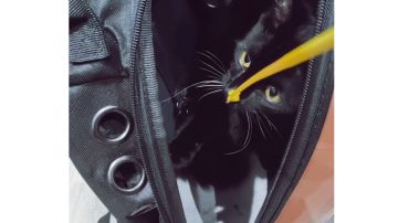 #瓦尔沃  猫的本质是..