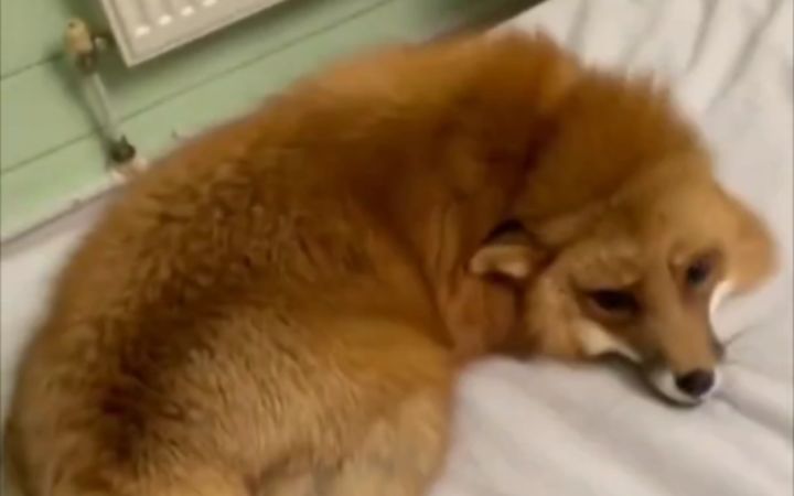 小狐狸撒娇卖萌，今晚就要睡床上截图