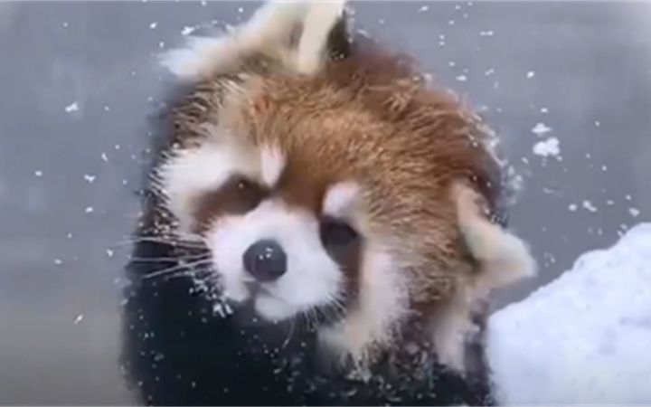 天!小熊猫怎么可以这么可爱!截图