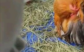 带幽幽子fumo去养鸡场（转载）