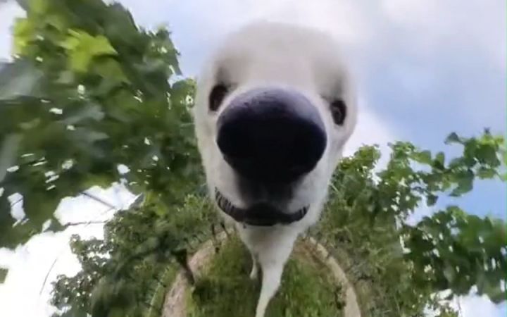 “圆头圆脑”的瑞士牧羊犬Odin,带你环游田野雪地森林截图