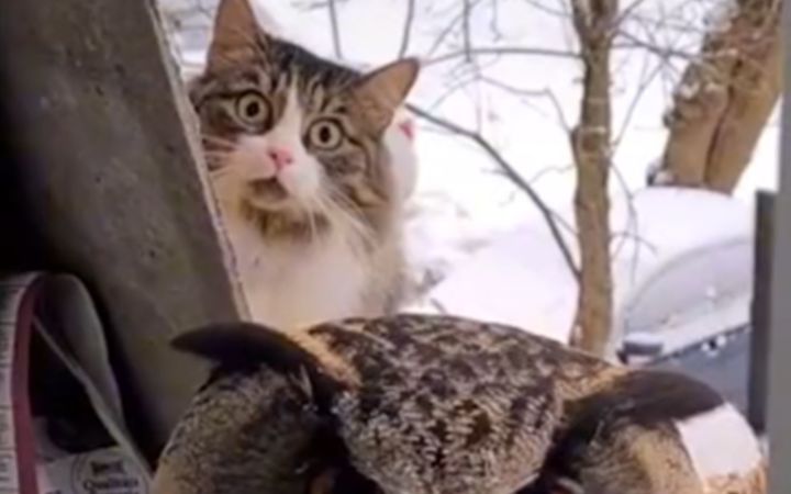 震惊猫咪一亿年截图