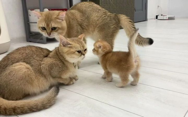 小猫把爸爸猫赶走了,去给猫妈妈吃饭截图