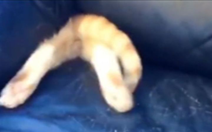 女娲:“捏猫这个物种的时候忘放骨架了。”截图