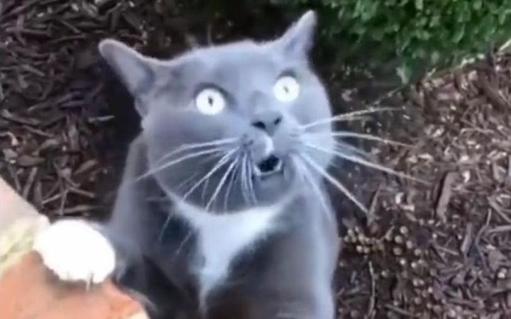 不要试图理解猫猫的脑回路截图