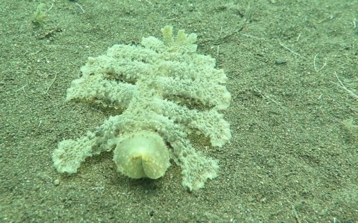 一种神奇的海洋生物:Melibe viridis海蛞蝓截图