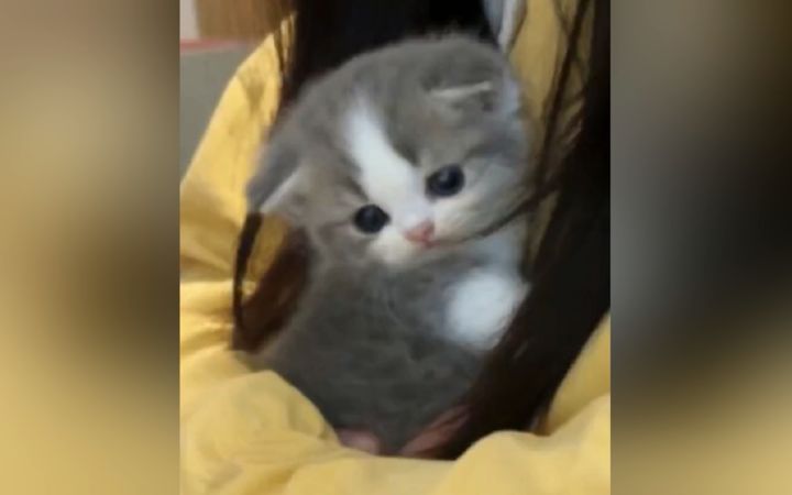 当你顶不住的时候,就来看看这个视频截图
