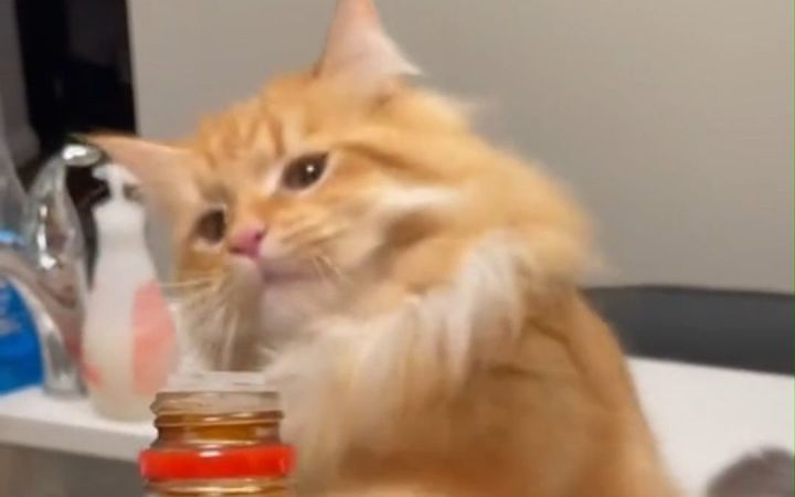 让猫猫闻不同物品的味道,看看它的反应截图